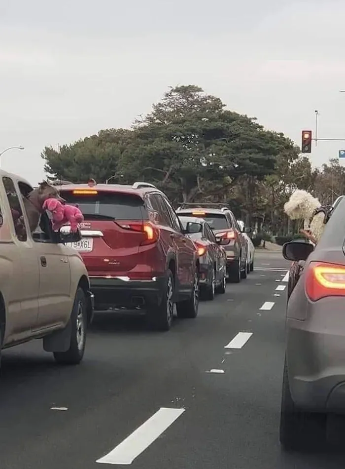 Pitbull Showing Their Favorite Stuffed Toy To The Dog In The Other Car While In Traffic