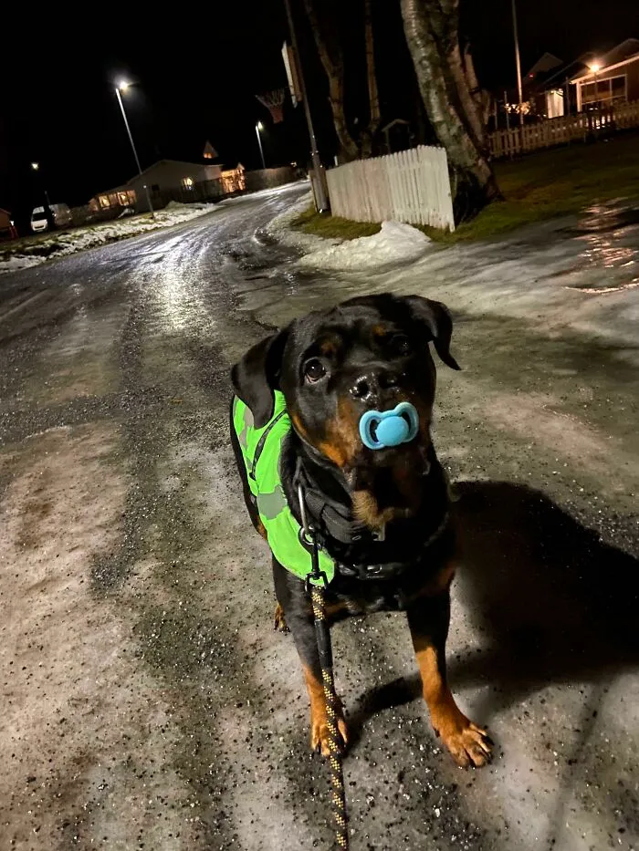 The Weather Is Poop, But I Found My Favorite Chew Toy