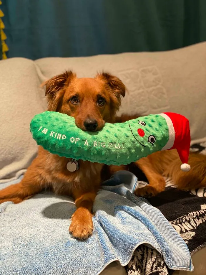 Someone Got A New Christmas Toy