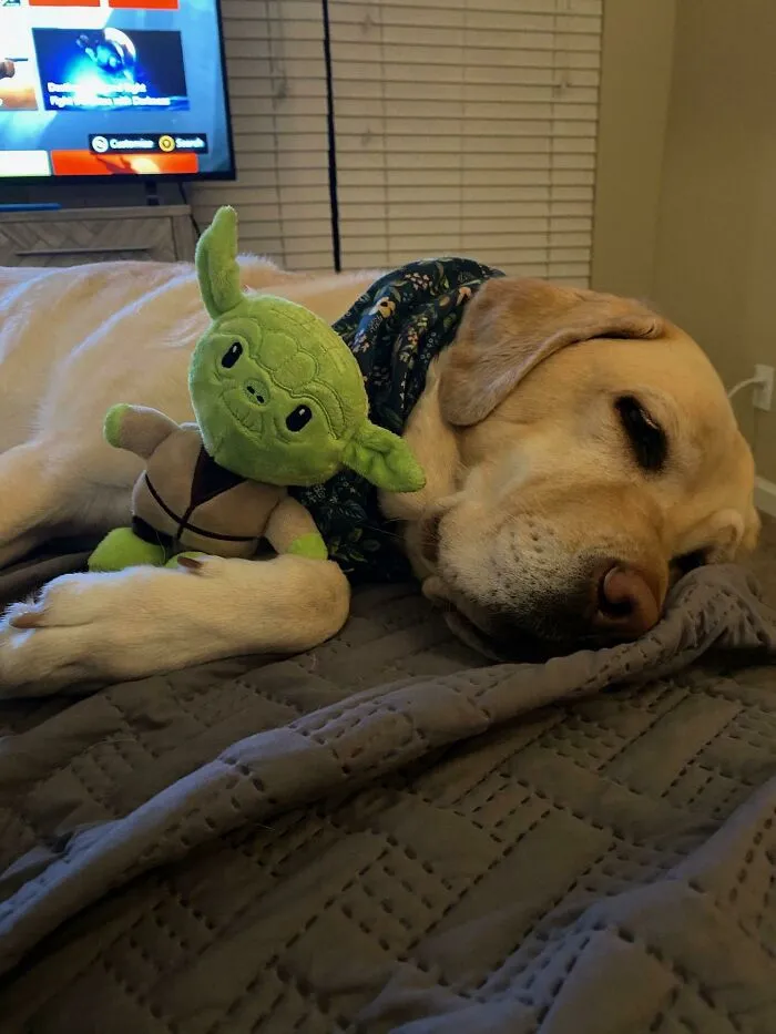El Dulce Perro De Servicio De Mi Novia, Feta Abrazando A Su Nuevo Juguete Yoda