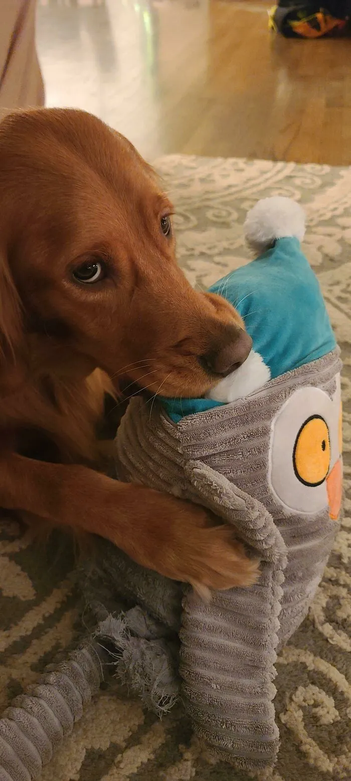 Ella Ama A Su Nuevo Juguete. No Lo Está Masticando Ni Triturando, Solo Lo Sostenie En Su Boca