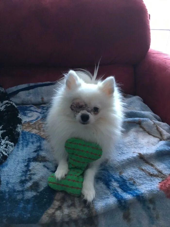 Little Meeshy Grabbed His Favorite Toy Right When He Got Home From Surgery. He Is Such A Brave Little Boy! 