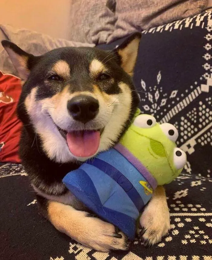 Shiba Plays With His Favorite Toy