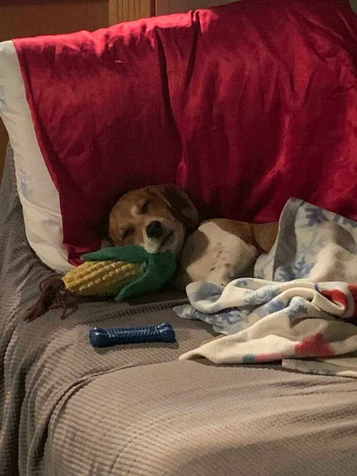Sólo Un Cachorro Y Su Juguete De Maíz