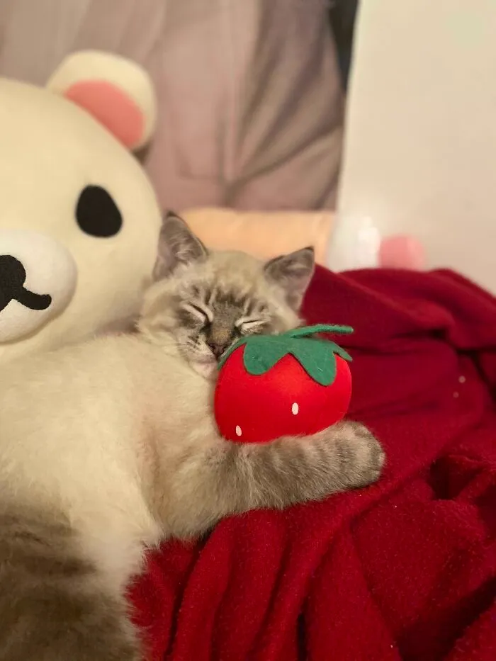Stormy’s New Favourite Toy!