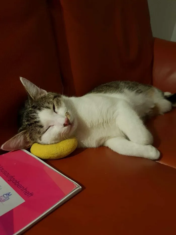 That Yellow Toy Is His Favourite! Every Time He Sees It, He Just Runs Towards It And Grabs It With His Mouth. But Now He Sleeps With It