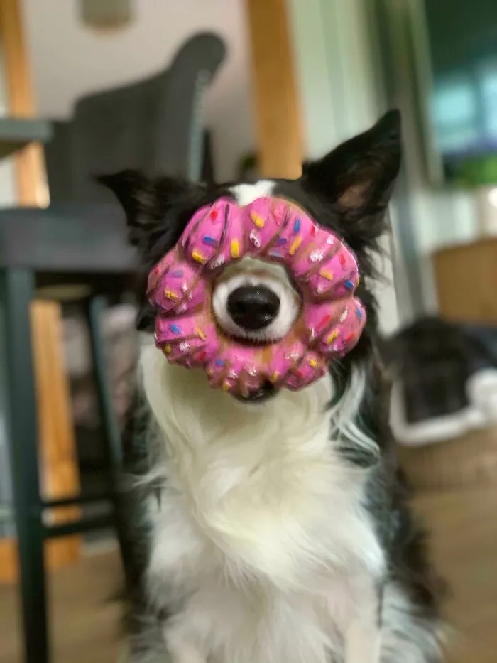 My Pupper Finally Found Her Donut Toy She Lost A While Back And Has Been Carrying It Around Like This All Day