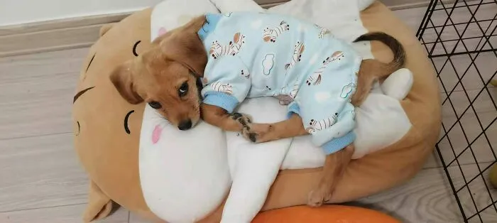 My Friend’s Little Dog Sleep On A Toy Bigger Than Him