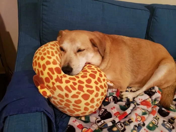 My Old Girl Brings Her Pillow Everywhere Since Stealing It From My Daughter's Toy Box