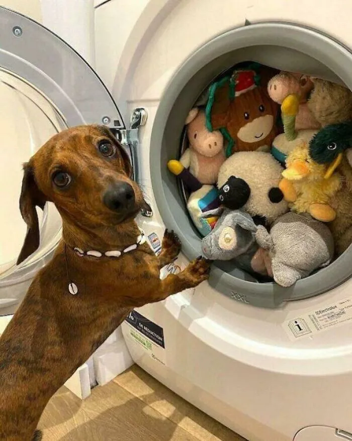“Seguro Que Todos Mis Juguetes Necesitan Un Lavado?”