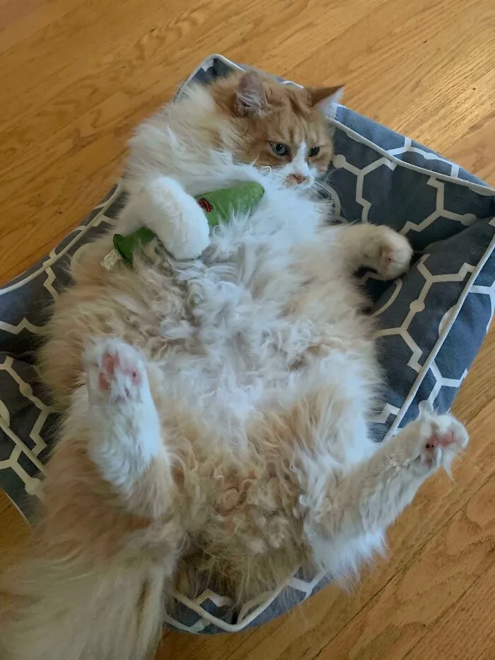 El Gato De Mi Hermana, Tiger, Que Se Ha Convertido En Un Adicto A La Hierba Gatera; Visto Aquí Con Juguete En Mano Y Su Nueva Posición Favorita Para Acostarse
