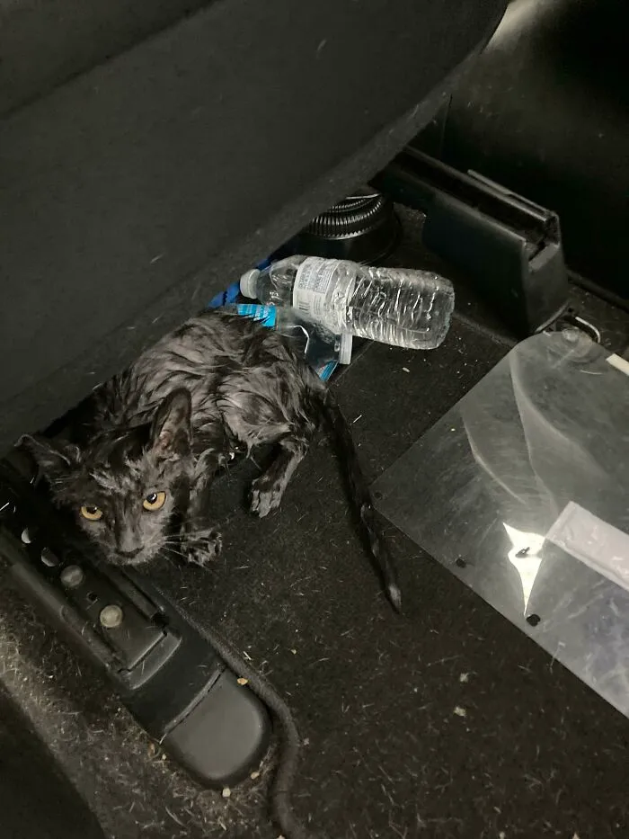 Saved A Cat In The Freeway Today I45 No Hesitation Pulled Over Immediately, Grabbed From Traffic