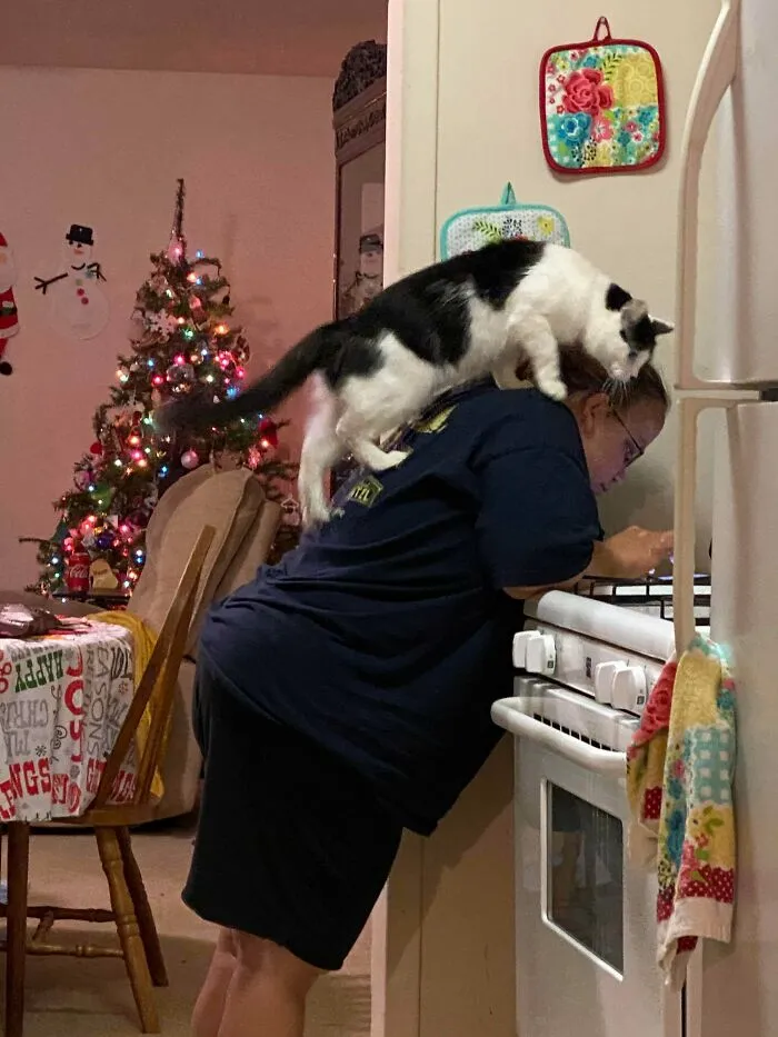 My Sisters Cat Is Obsessed With Whatever She’s Doing, All The Time!