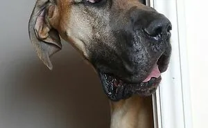 50 Great Danes Who Don’t Understand How BIG They Are (New Pics)