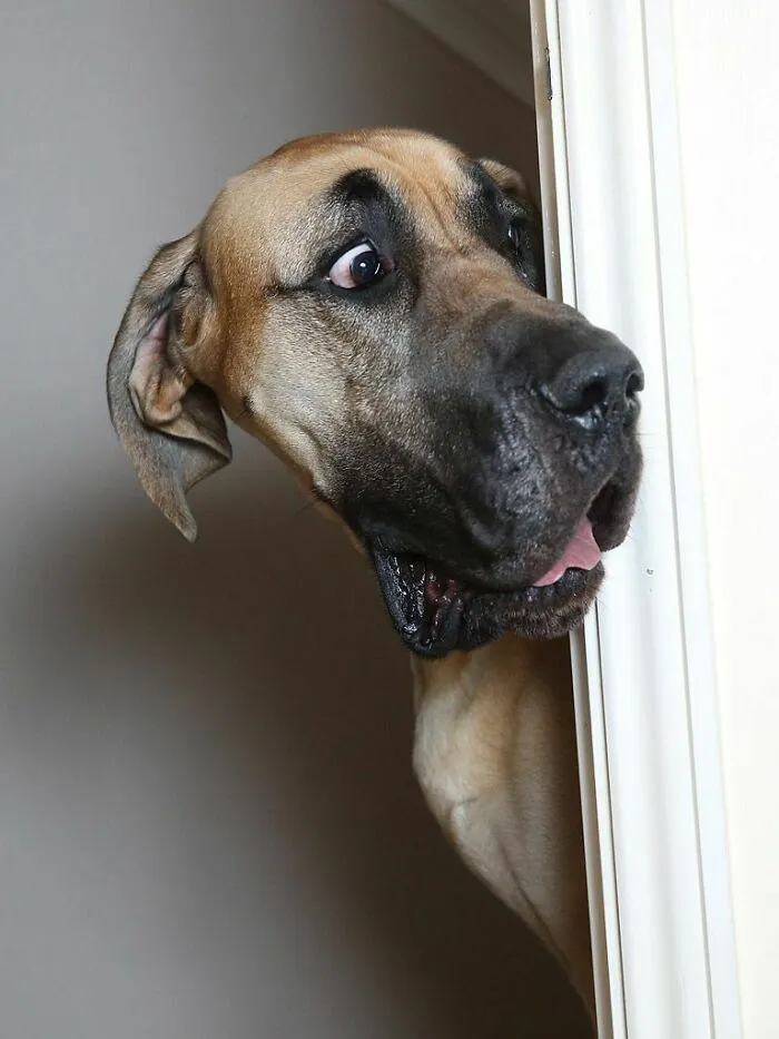 This 6-Foot Great Dane Presley Is Also Known As Scooby-Doo Duo To Being Afraid Of Everything, From Tiny Dogs, To Plastic Bags And Vacuum Cleaners