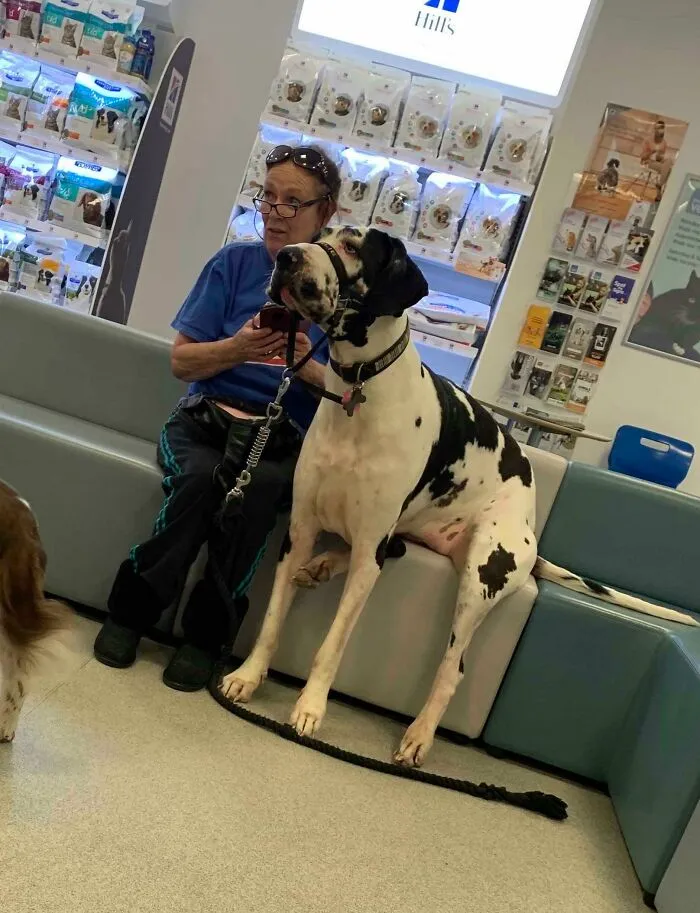 ¡Vi A Un Gigante Gentil En El Veterinario! Ella Era Un Amor Y Se Sentó Con Su Dueño Mientras Esperaban