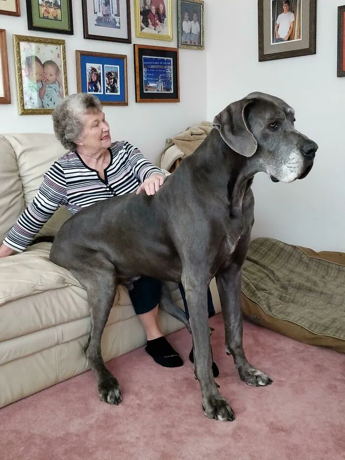 Mi Perro Piensa Que Es Un Perro Faldero Cuando Pasa Mi Abuela