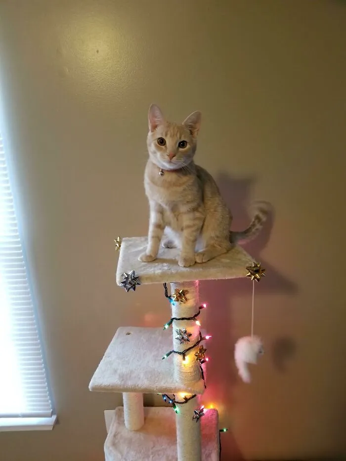 We Spent All Our Christmas Tree Money On Adopting This Guy Instead