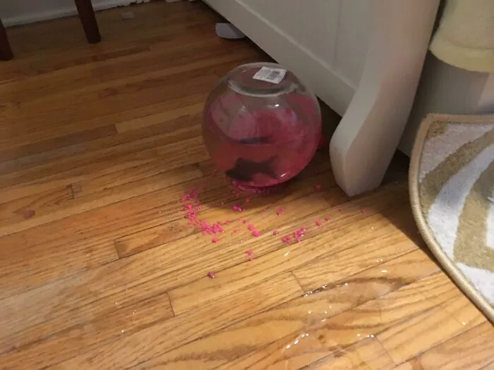 The Cat Knocked My Daughter’s Fish Bowl Off The Dresser