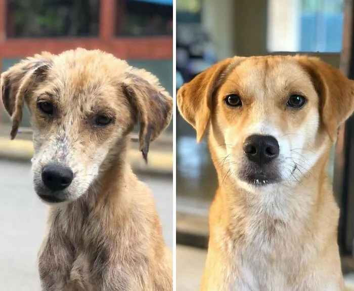 This Is Lucy, From Nov 1 To Today. My Amazing Wife Saved Her From The Streets And Disease