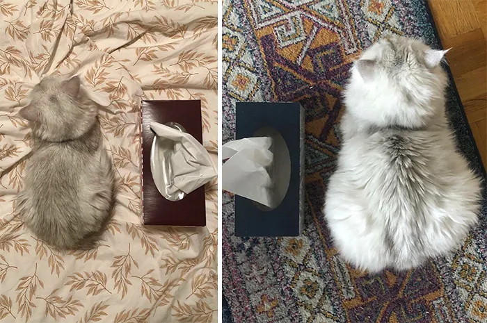 Our Kitty Was Already An Adult In The Photo On The Left. A 6 Month Glow Up