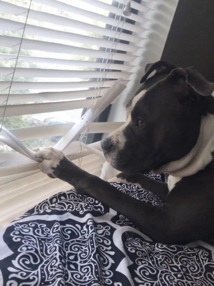 30 Photos Of Pets Being The Only Nosey Neighbors You Can't Be Annoyed At