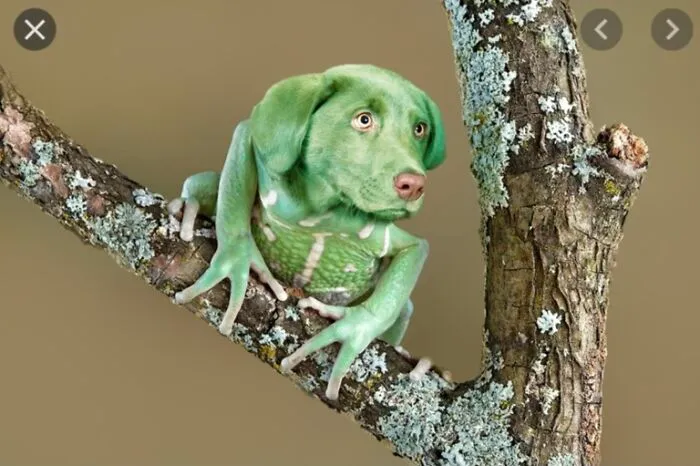 Ribb-Ruff