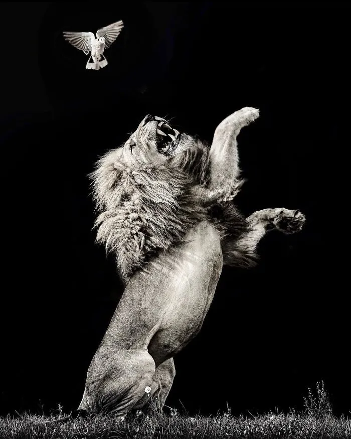 Photographer Immortalizes The King Of Animals In His 30 Incredible Photos