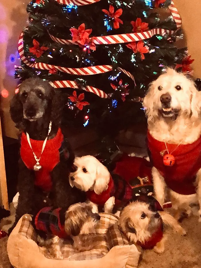 Christmas Miracle Picture. My Three And Two Grand Dogs