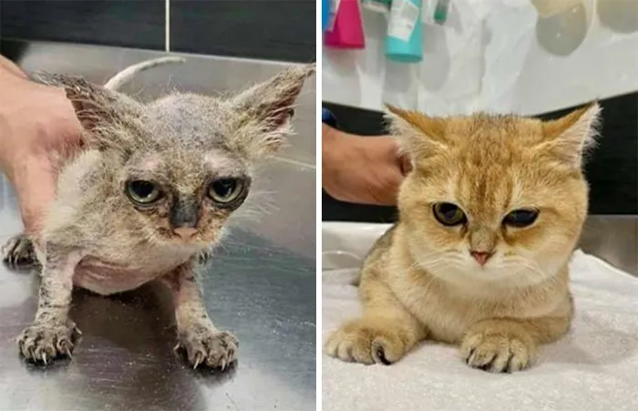 A Local Vet Treated This Rescued Stray From A Bad Case Of Fungus/Ringworm Few Months Ago. Look At Her Now