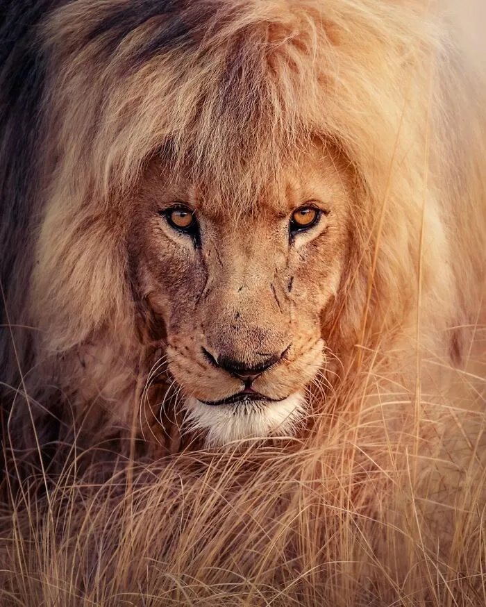 Photographer Immortalizes The King Of Animals In His 30 Incredible Photos