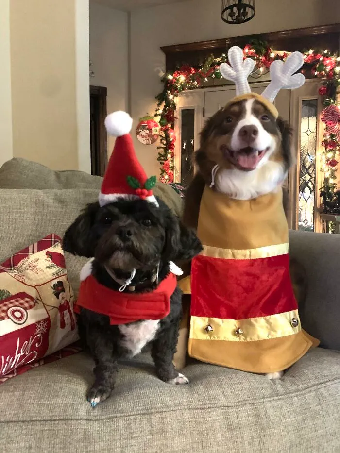 Happy Pawlidays