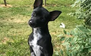 Hey Pandas, Post The Best Meme Or Funny Image That Sums Up Your Pet Perfectly (Closed)