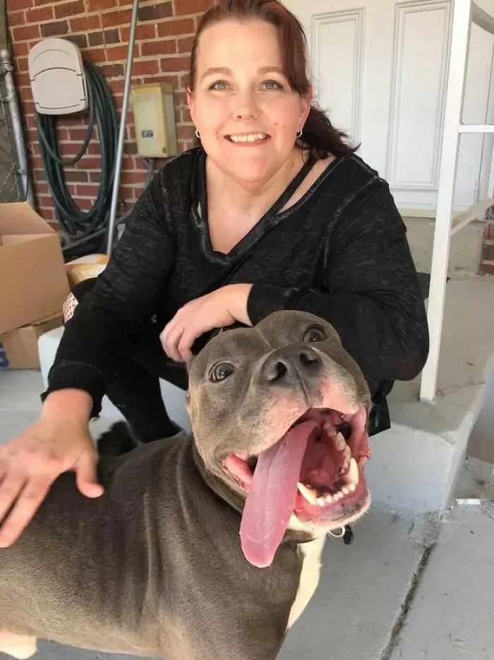 This Was Sam The Day We Brought Him From The Shelter. That Giant Pibble Smile Says It All