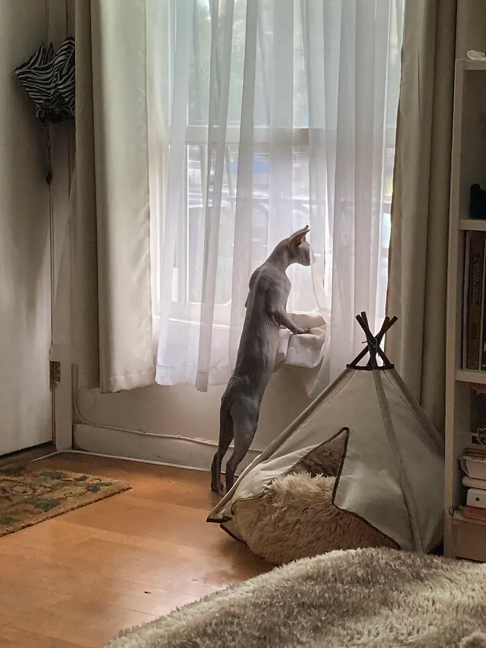 30 Photos Of Pets Being The Only Nosey Neighbors You Can't Be Annoyed At