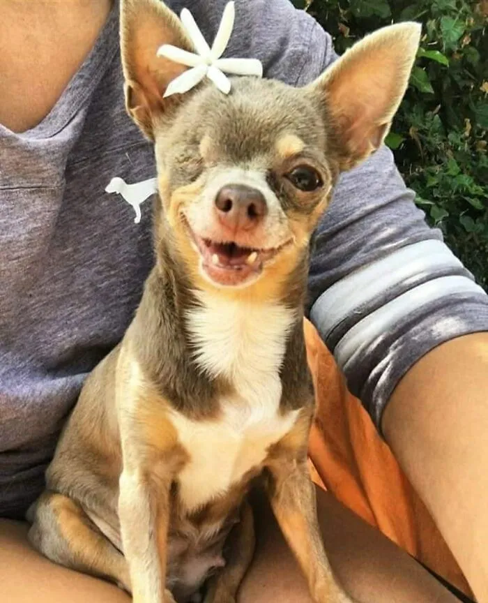 Here's Pebbles Aka Pork Chop. 13 Yrs Old