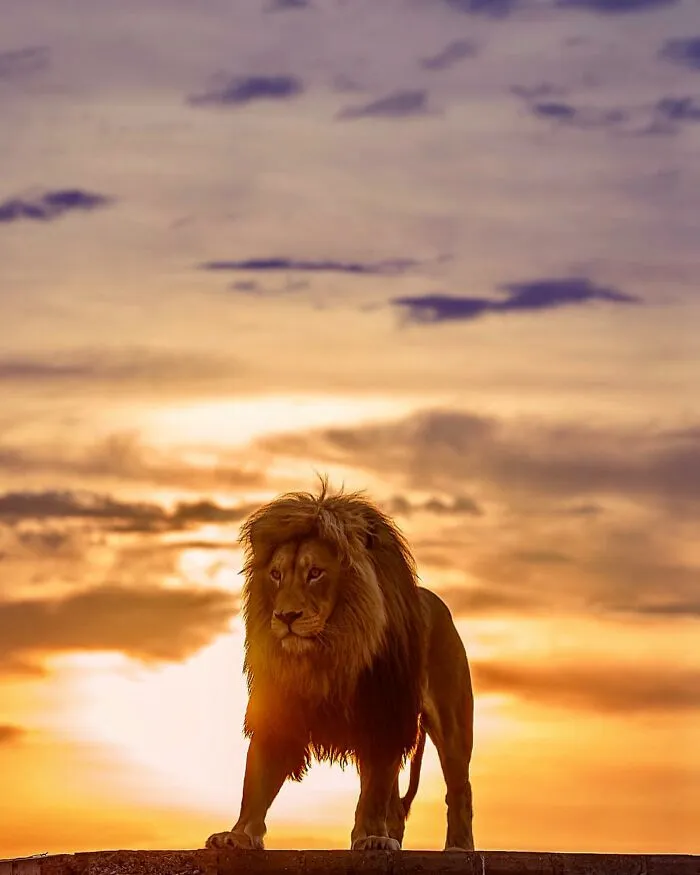 Photographer Immortalizes The King Of Animals In His 30 Incredible Photos