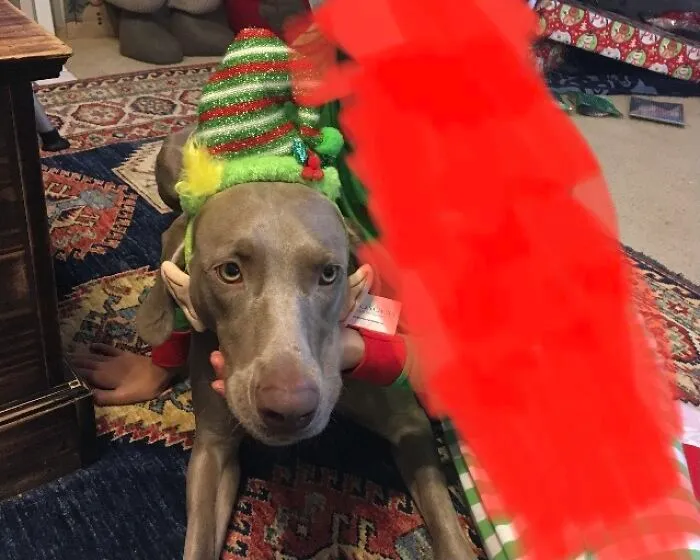 Peppers Christmas Headband Two Years Ago