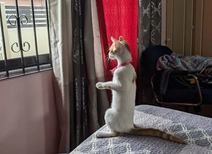30 Photos Of Pets Being The Only Nosey Neighbors You Can't Be Annoyed At