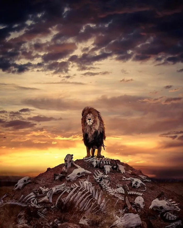 Photographer Immortalizes The King Of Animals In His 30 Incredible Photos