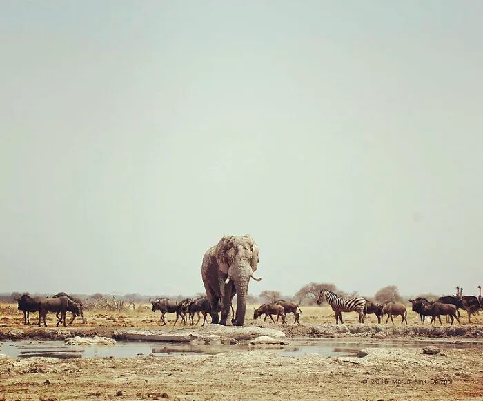 I Titled This “The Ruler Of Nxai Pan.” It Has Issues, But I’m Really Proud Of It. I Kept Trying For A Shot Where Only One Bull Was Standing On The Rock Above The Watering Hole, And Got It! (Completely Failed To Notice A Lion Lying Nearby Though. 😳)