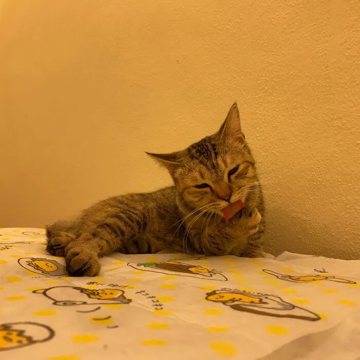 New Rescue Twinkle! Found Under A Christmas Tree In The Neighborhood Mall.