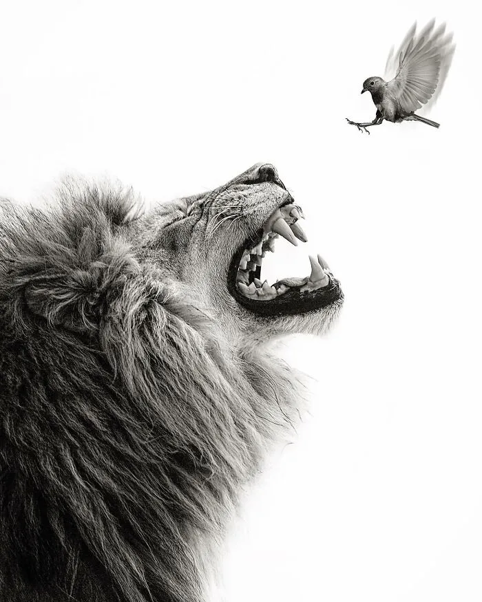 Photographer Immortalizes The King Of Animals In His 30 Incredible Photos