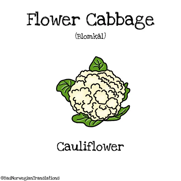 40 Brilliantly Literal Norwegian Words That Say Exactly What They Mean Illustrated By Me