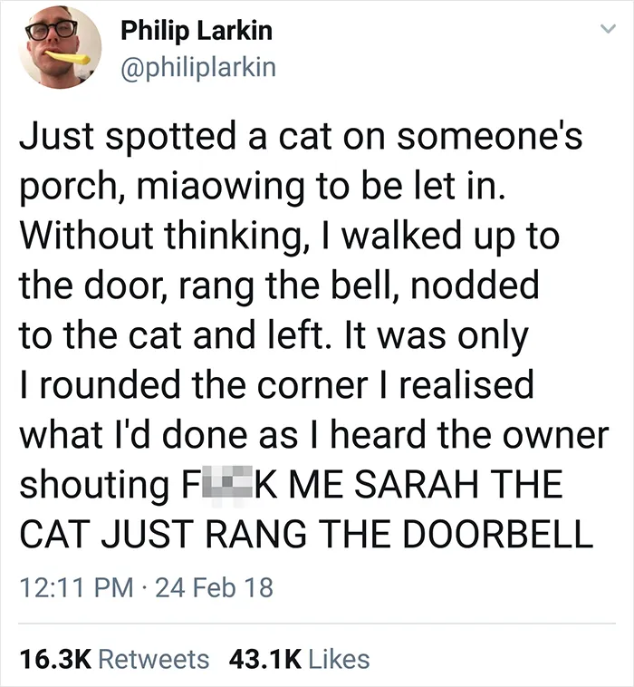 Clever Cat