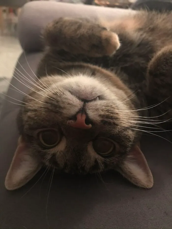 Freya -Merlin‘S Sister - Also Likes To Ask For Belly Rubs