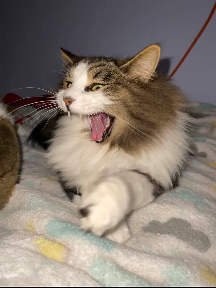 He Likes To Sing