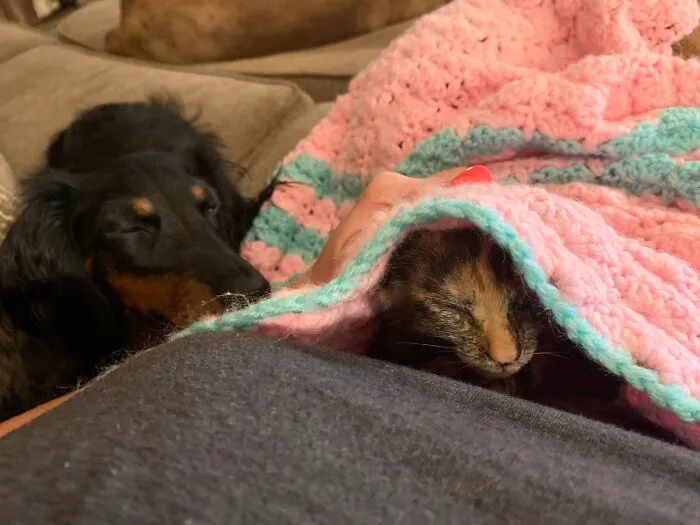 The Night We Found Ginger. (Frankie Fell Asleep Watching Her Sleep)