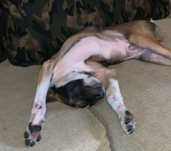 Noodle Dog!
