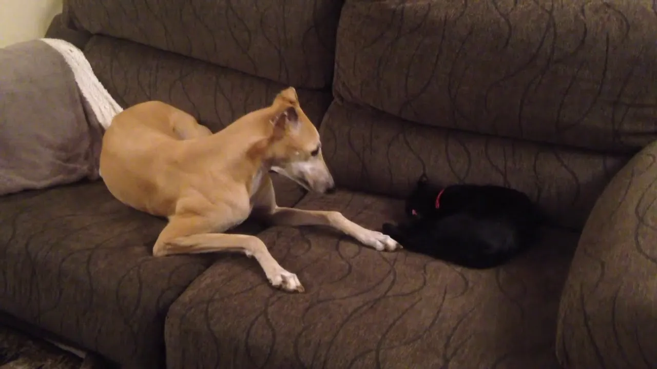 We Never Told Menta Her Adopted Sister Is A Cat  But It Doesn't Seem To Make Any Difference.